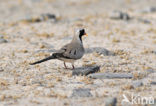 Maskerduif (Oena capensis)