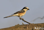 Masked shrike (Lanius nubicus)