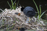 Common Coot (Fulica atra)