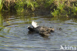 Meerkoet (Fulica atra)