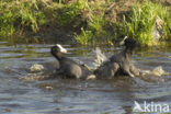 Meerkoet (Fulica atra)