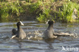 Meerkoet (Fulica atra)