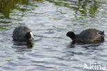 Meerkoet (Fulica atra)