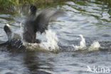 Common Coot (Fulica atra)