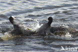 Meerkoet (Fulica atra)