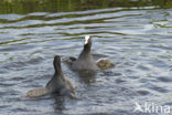 Meerkoet (Fulica atra)