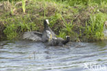 Meerkoet (Fulica atra)