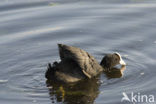 Meerkoet (Fulica atra)