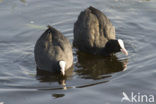 Meerkoet (Fulica atra)