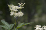 Meadowsweet (Filipendula ulmaria)