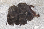 western barbastelle (Barbastella barbastellus) 