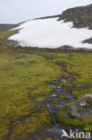 Moss