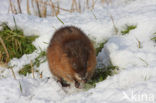 Muskrat (Ondatra zibethicus)