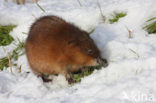 Muskrat (Ondatra zibethicus)