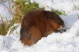 Muskrat (Ondatra zibethicus)