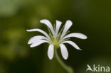 Nottingham Catchfly (Silene nutans)