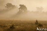 Nationaal Park Veluwezoom