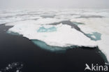 Arctic Ocean