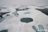 Arctic Ocean
