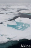 Arctic Ocean