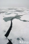 Arctic Ocean