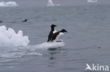 Noordelijke Zeekoet (Uria aalge hyperborea)