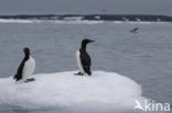 Noordelijke Zeekoet (Uria aalge hyperborea)