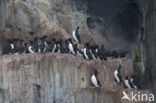 Noordelijke Zeekoet (Uria aalge hyperborea)