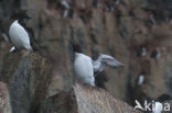 Noordelijke Zeekoet (Uria aalge hyperborea)