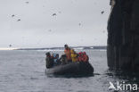 Noordelijke Zeekoet (Uria aalge hyperborea)