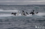Guillemot