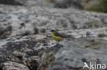 Noordse Gele Kwikstaart (Motacilla flava thunbergi)