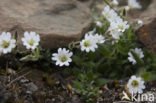 Noordse hoornbloem (Cerastium arcticum)