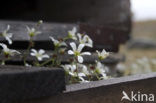 Noordse hoornbloem (Cerastium arcticum)