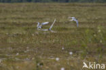 Arctic Tern (Sterna paradisaea)