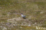 Arctic Tern (Sterna paradisaea)