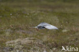 Arctic Tern (Sterna paradisaea)