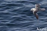 Noordse Stormvogel (Fulmarus glacialis)