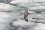 Noordse Stormvogel (Fulmarus glacialis)