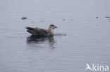 Noordse Stormvogel (Fulmarus glacialis)