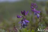 Northern Milkvetch (Oxytropis lapponica)