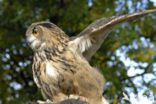 Oehoe (Bubo bubo)