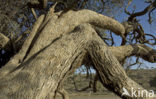 Olijf (Olea europaea)