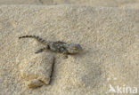 Oost-Canarische gekko (Tarentola angustimentalis)