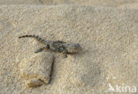 East Canary Gecko (Tarentola angustimentalis)