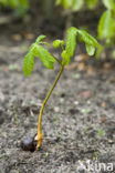 Horse-chestnut (Aesculus hippocastanum)