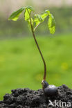 Horse-chestnut (Aesculus hippocastanum)