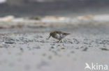 Purple Sandpiper (Calidris maritima)