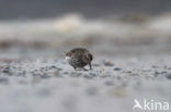 Purple Sandpiper (Calidris maritima)