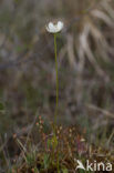 Parnassia (Parnassia palustris) 